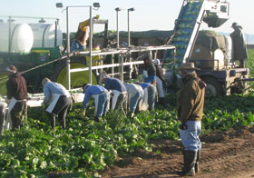 Farm workers outside Calexico, Calif.