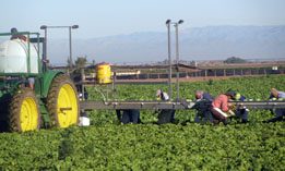 Farm workers outside Calexico, Calif.